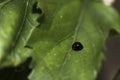 Black ladybug walking around in nature. Detailed close-up. Royalty Free Stock Photo
