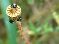 Black ladybugs search for overblown poppy flower