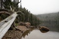 Black lake in fog and tree at autumn, Sumava national park, Czech republic