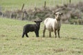 Black Lamb & Ewe Royalty Free Stock Photo