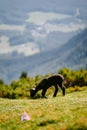 Black lamb grazing on the green grass in a mountain meadow on a sunny day Royalty Free Stock Photo