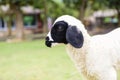 The black lamb has poor eyes. It`s looking for its mother. Royalty Free Stock Photo