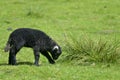 Black lamb by Loughrigg Tarn