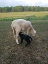 Black lamb nursing on white ewe