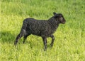 Black lamb Royalty Free Stock Photo