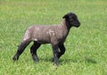 The black lamb walks on a meadow