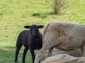 Black lamb and white sheeps on pasture