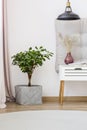 Plant in white bedroom interior