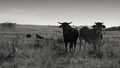 Black and landscape photo of young Tuli bulls with long horns and some other cattle near QwaQwa, Eastern Free State, SouthAfrica.