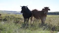 Black and landscape photo of young Tuli bulls with long horns and some other cattle near QwaQwa, Eastern Free State, SouthAfrica.