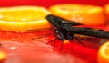 Black large butterfly feeds on orange juice. Wallpaper. Close up. Selective focus