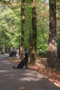 A black large dog in a park looks up