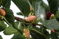 Black large ripe mulberry on a branch
