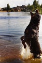 Black large Rottweiler breed dog playing in water with spray