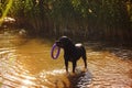 Black large Rottweiler breed dog playing in water with a toy ring