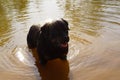 A black large Rottweiler breed dog stands in the water, lit by the sun