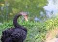 Black large swan with a flexible long neck looks warily at the edge of a beach covered with green grass on the background Royalty Free Stock Photo