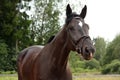 Black latvian breed horse portrait at the countryside