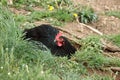 Black Laying Hen