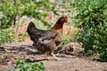 Black laying hen of the Black Harco breed in freedom in the field Royalty Free Stock Photo