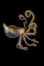 Small orange and gold octopus in a black water on macro photo