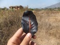 Black leaf affected by radiation and an abandoned house on the left / Urban Exploration / URBEX