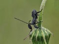 Black leaf footed bug on green flower Royalty Free Stock Photo