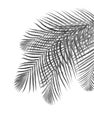 Black leaves of palm tree on white background