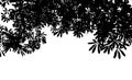 Black leaf tree Silhouette isolate on white background Royalty Free Stock Photo