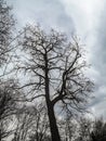 Black leafless silhouette of a dry tree isolated against a gray gloomy sky