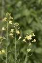 Flowers of the cabbage