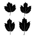 Black leaves maple, viburnum, guelder rose silhouettes isolated on white background. Vector illustration