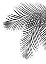 Black leaves of palm tree Royalty Free Stock Photo