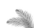 Black leaves of palm tree on white Royalty Free Stock Photo