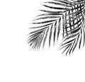 Black leaves of palm tree on white Royalty Free Stock Photo