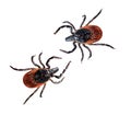 Black legged deer tick - Ixodes scapularis aka dog, cat tick Royalty Free Stock Photo