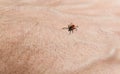 Black legged deer tick macro Royalty Free Stock Photo