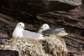 Black-legged kittiwake Royalty Free Stock Photo