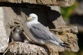 Black-legged kittiwake Royalty Free Stock Photo