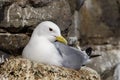 Black-legged kittiwake Royalty Free Stock Photo