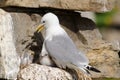 Black-legged kittiwake