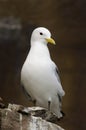 Black-legged kittiwake Royalty Free Stock Photo