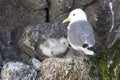 Black-legged kittiwake adult with chicks, at nest