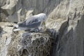 Black-legged kittiwake adult with chicks, at nest Royalty Free Stock Photo