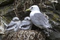 Black-legged kittiwake adult and two chicks in the nest