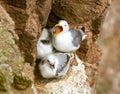 Black-legged kittiwake bird with an open beak sitting in the nest with its chicks on a sunny day Royalty Free Stock Photo