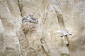 A black legged kittiwake in flight in front of cliffs Royalty Free Stock Photo