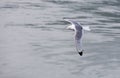 Black-legged Kittiwake Royalty Free Stock Photo