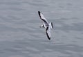 Black-legged Kittiwake Royalty Free Stock Photo