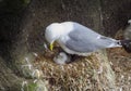 Sea bird feeding young baby on nest, Iceland Royalty Free Stock Photo